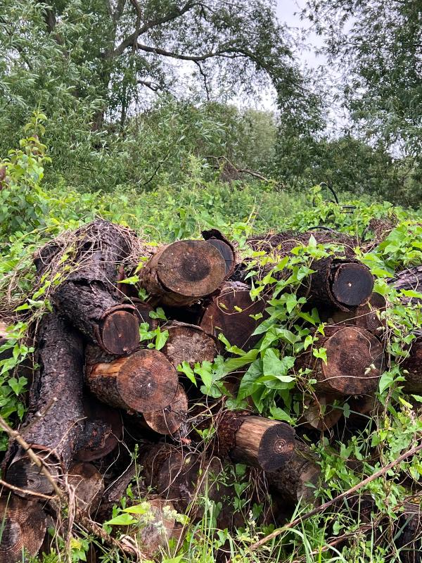 Log pile left for wildlife on the nature reserve