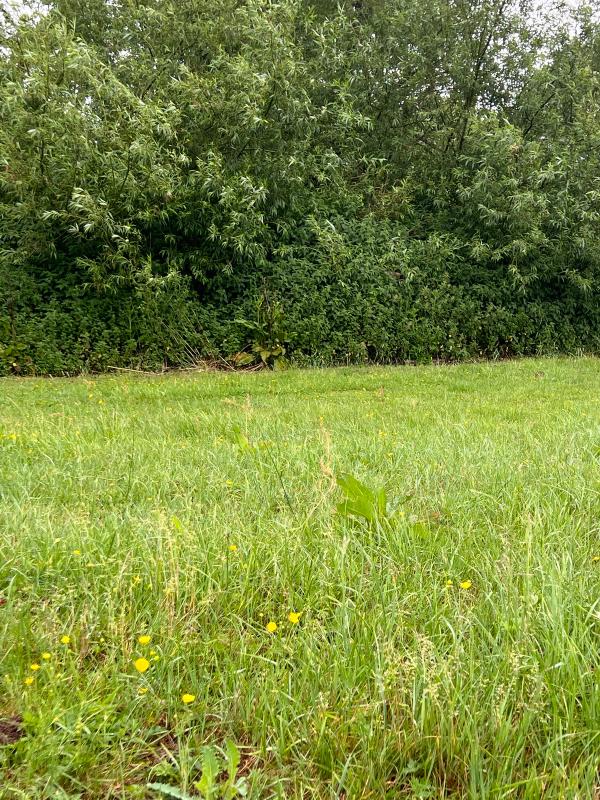 Meadow buttercups on the nature reserve