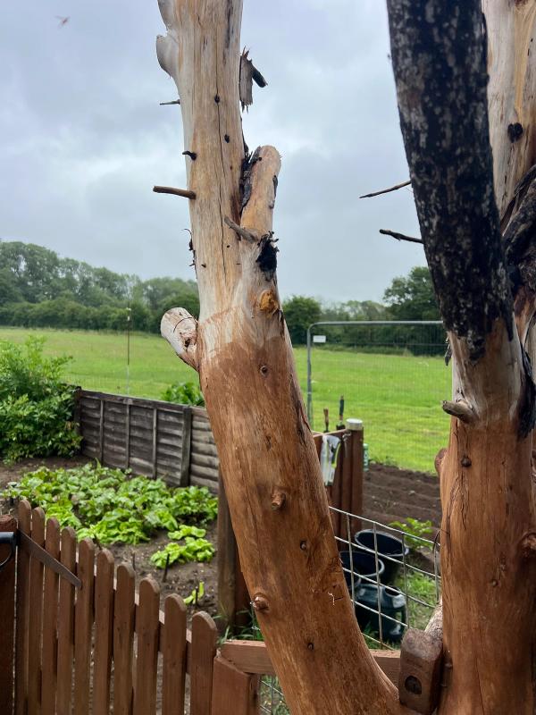 The kitchen garden, framed by an old scorched tree