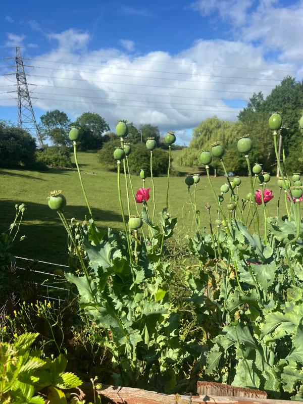 Poppies on the estate, with the fields beyond