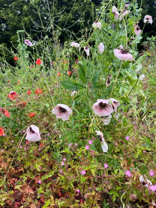 Wildflowers on the nature reserve
