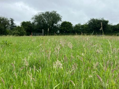 Open meadow looking toward the Cherwell