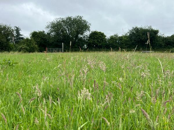 Meadow grasses on the nature reserve