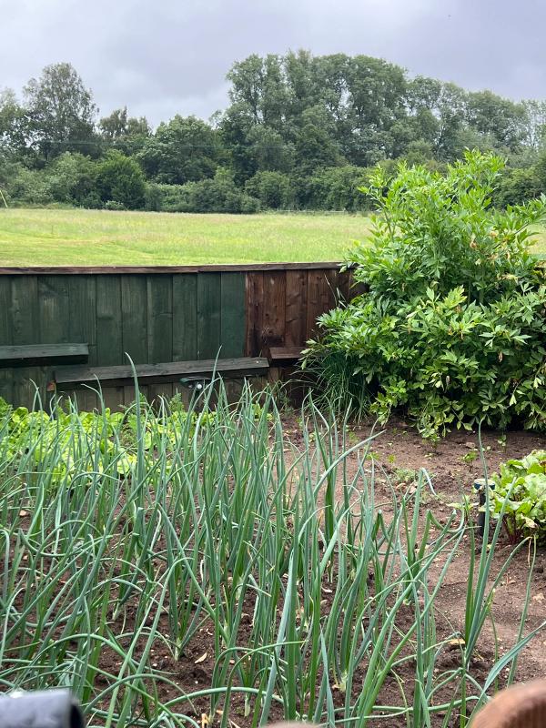 The kitchen garden