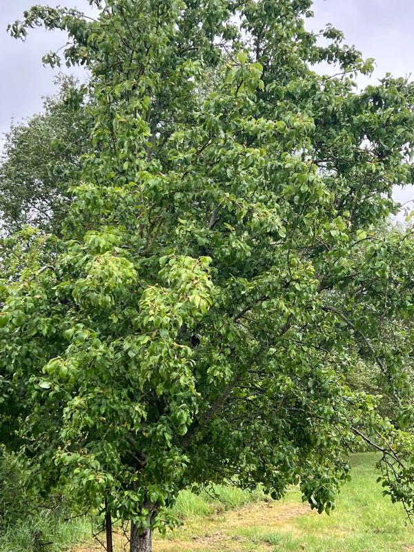 A mature pear tree on the nature reserve, laden with young fruit