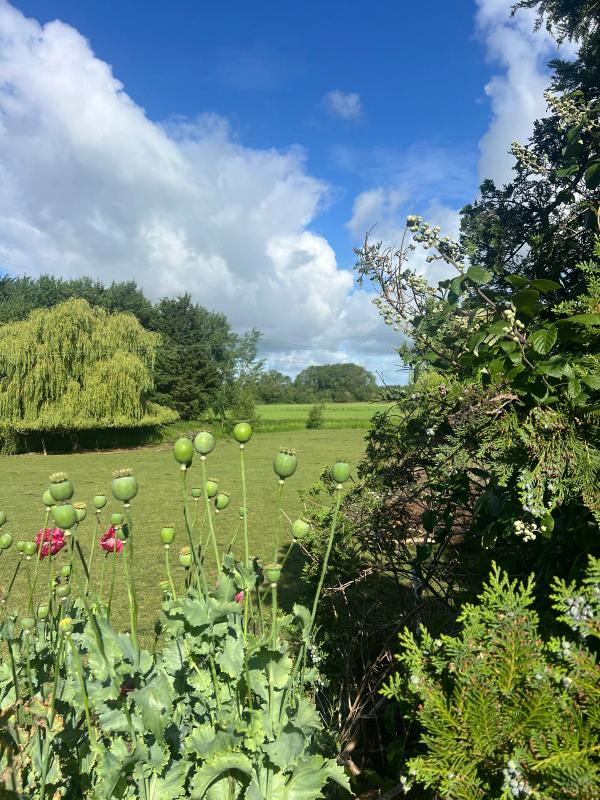Poppies against the hedge, blue sky above