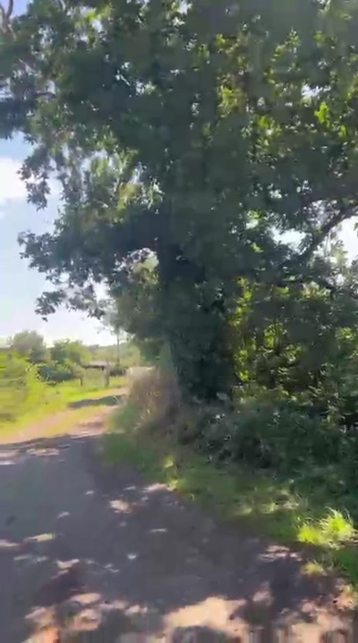 The tree-lined lane on the approach to the farm — from the walkthrough video (temporary — swap for polished photography later)