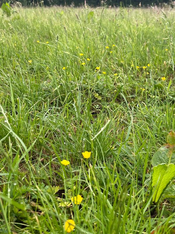 Buttercups scattered through long meadow grass on the nature reserve