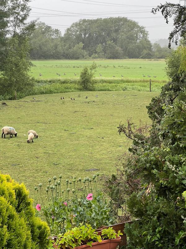 Sheep in the bottom field