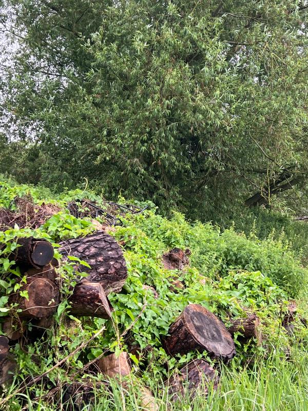 A log pile left for wildlife on the nature reserve