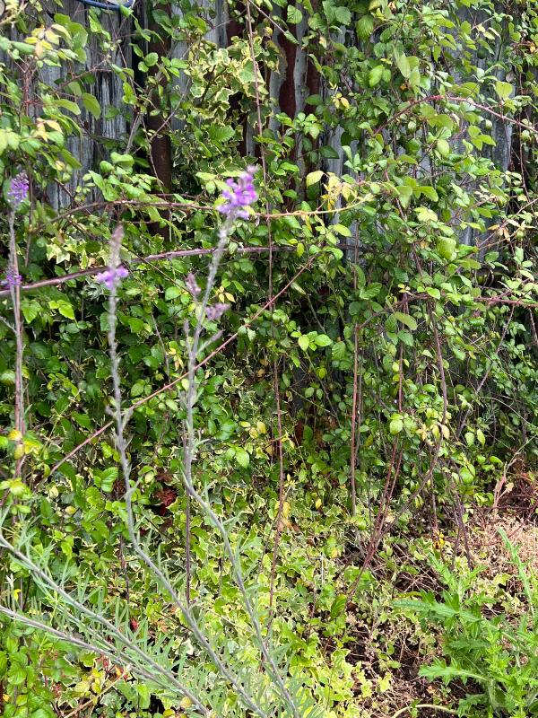 Wild flowers growing in the hedgerow