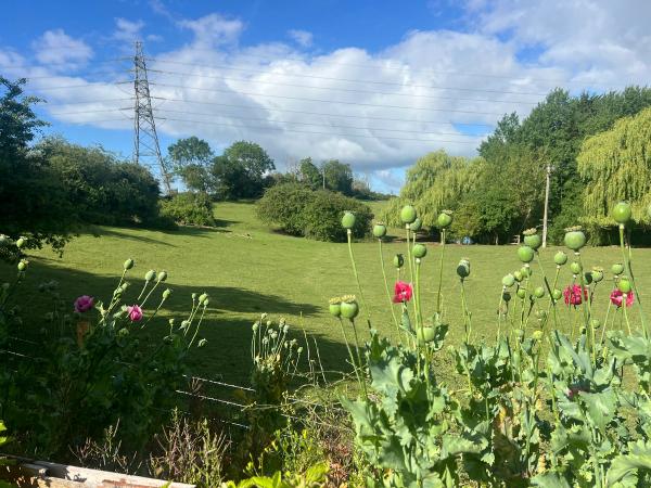Poppies in the field, with willows and open pasture beyond