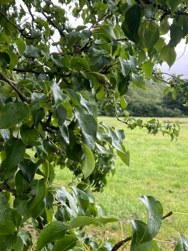 An old pear tree on the nature reserve
