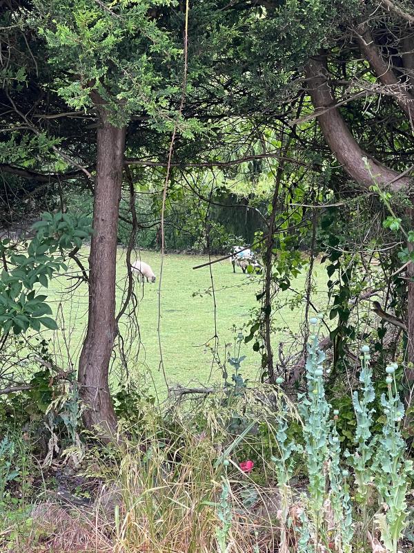Sheep seen through trees on the estate