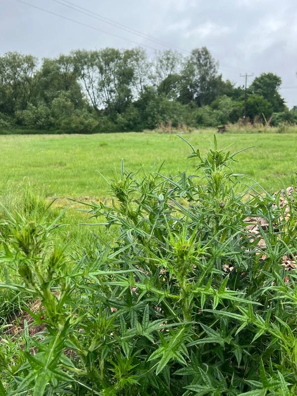 Thistle and pasture on the estate