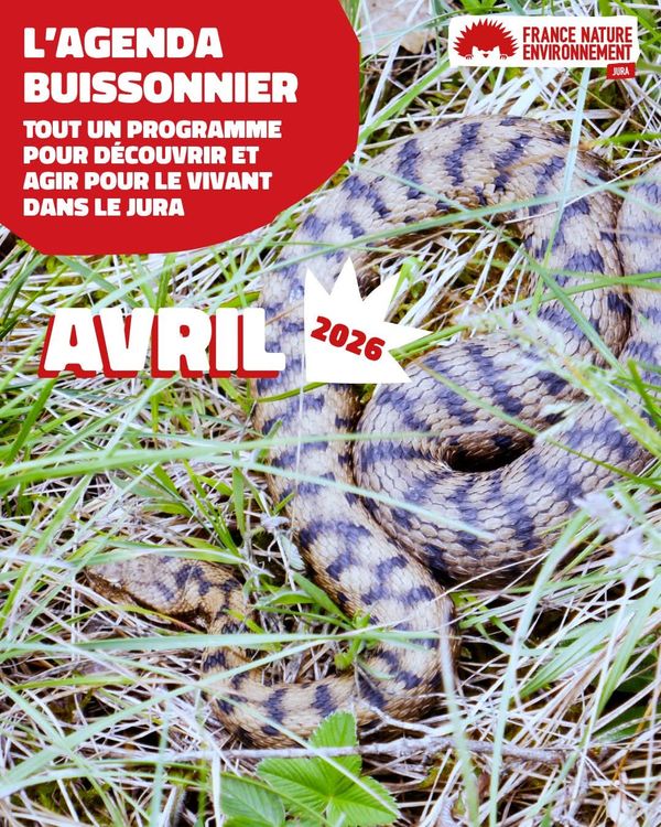 Agenda FNE