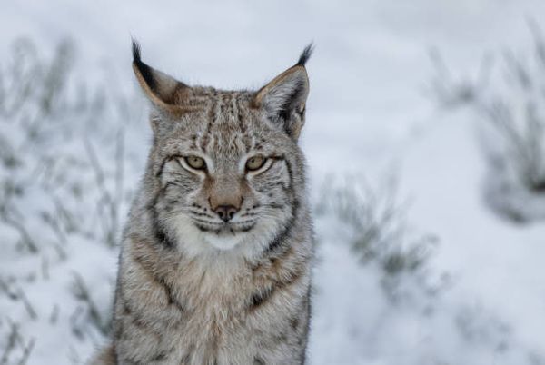 Le Lynx boréal crédit Andyworkspixabaylicence