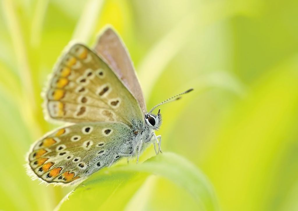 vlindertje