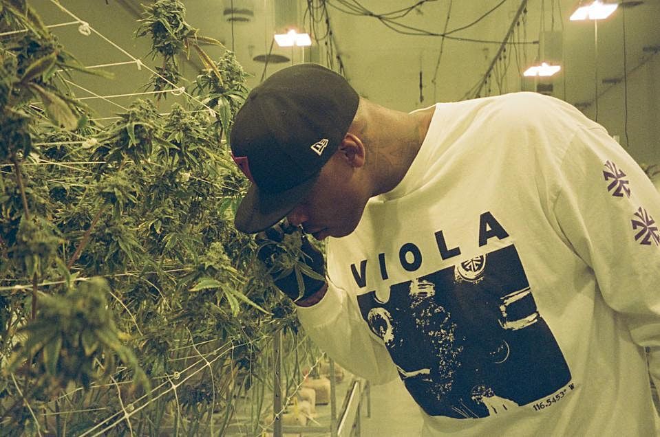 Best Cannabis Shop in Detroit Viola Dispensary