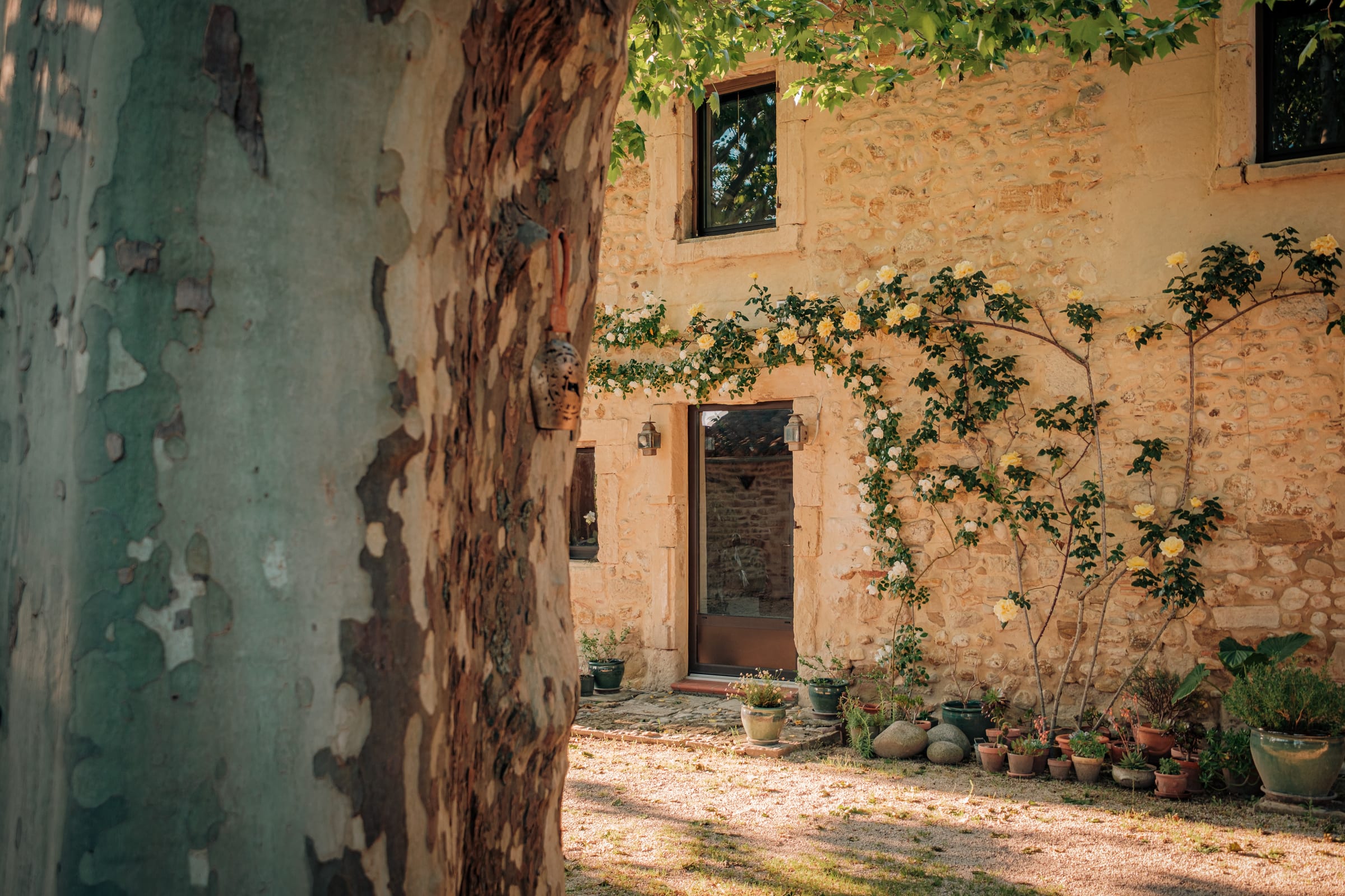 Les rosiers sur la pierre