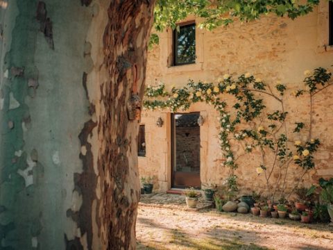 Les rosiers sur la pierre