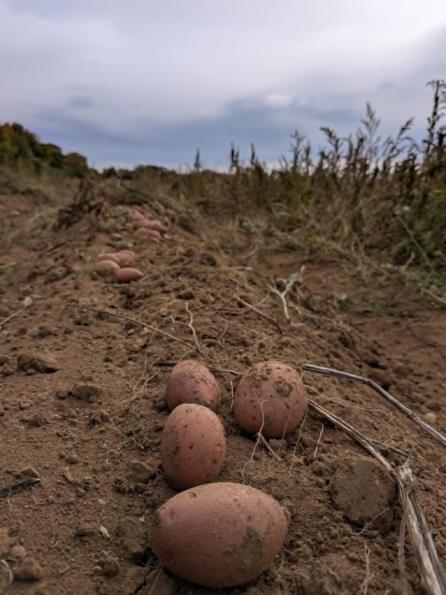The First Potatoes Saved by GardenAI