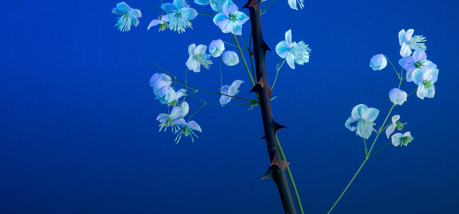 Feature Box Background Image