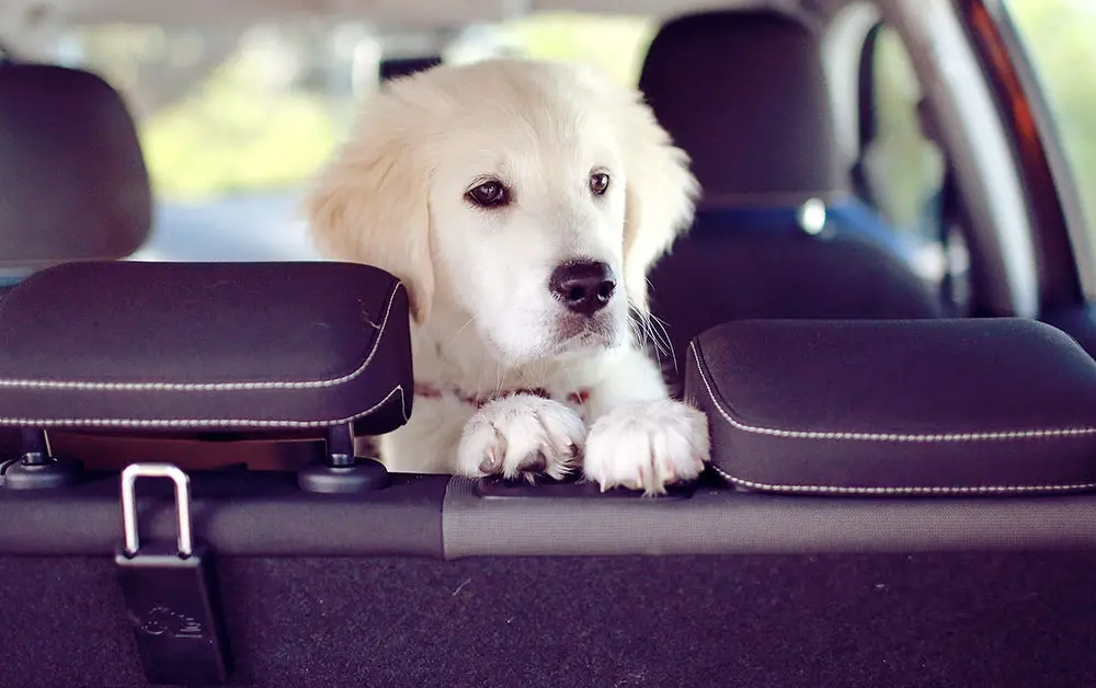 Dogs in hot cars