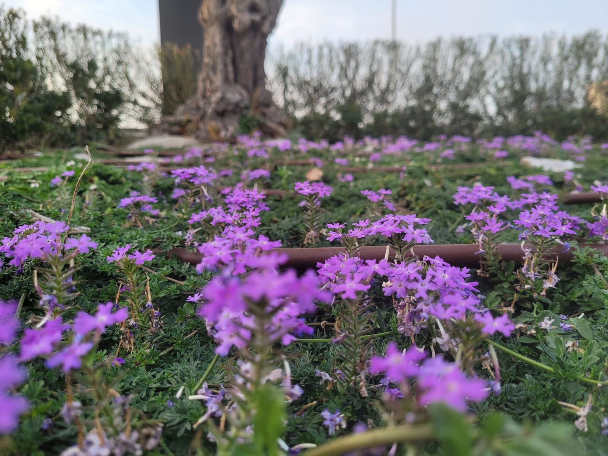 Regenyal - Foto 1