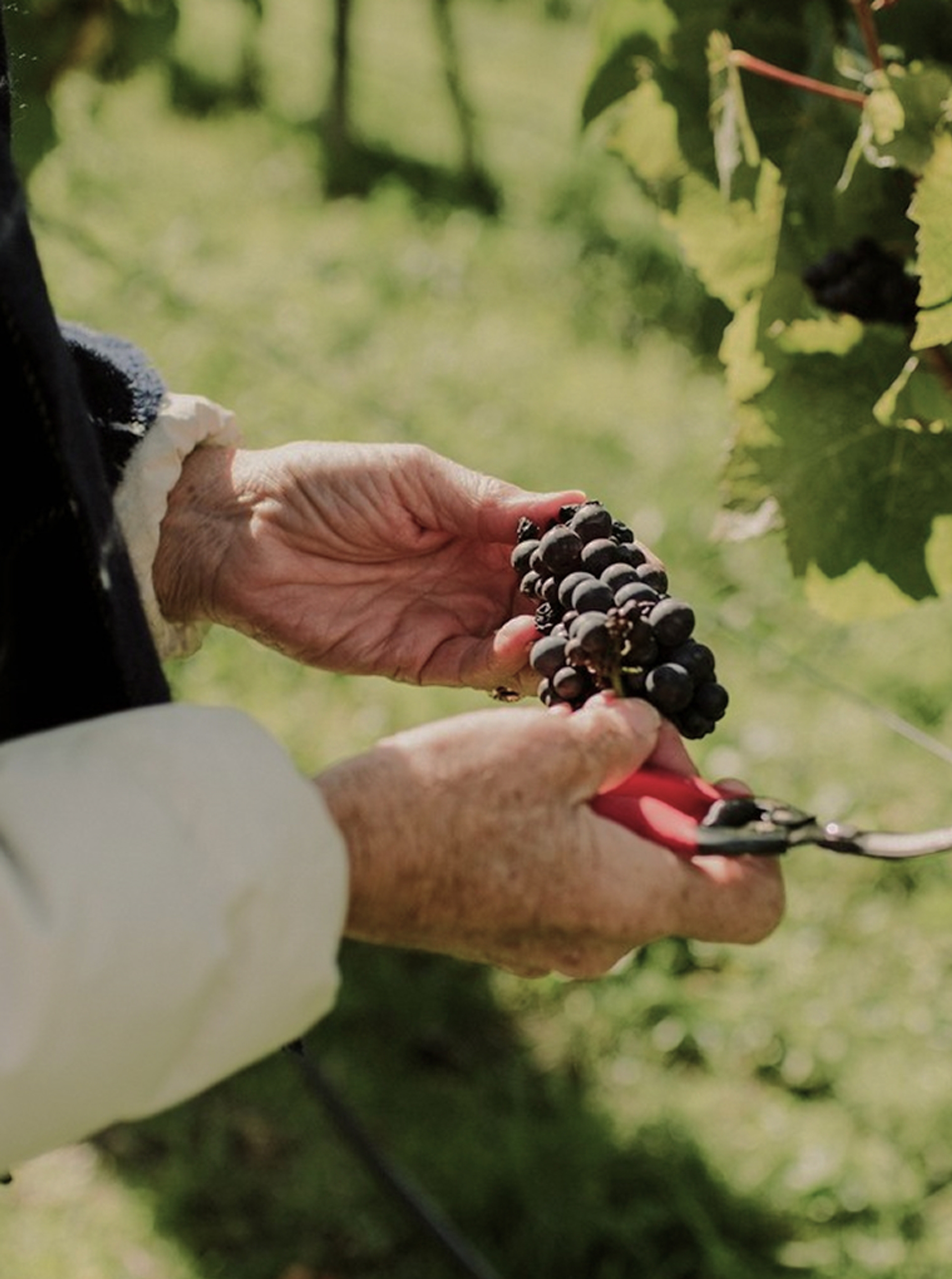 Fresh grapes in a winemaker’s hands