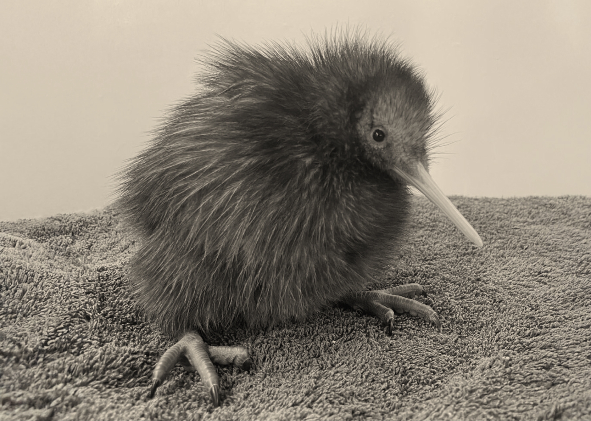 Anahera, the kiwi sponsored by Seasonz