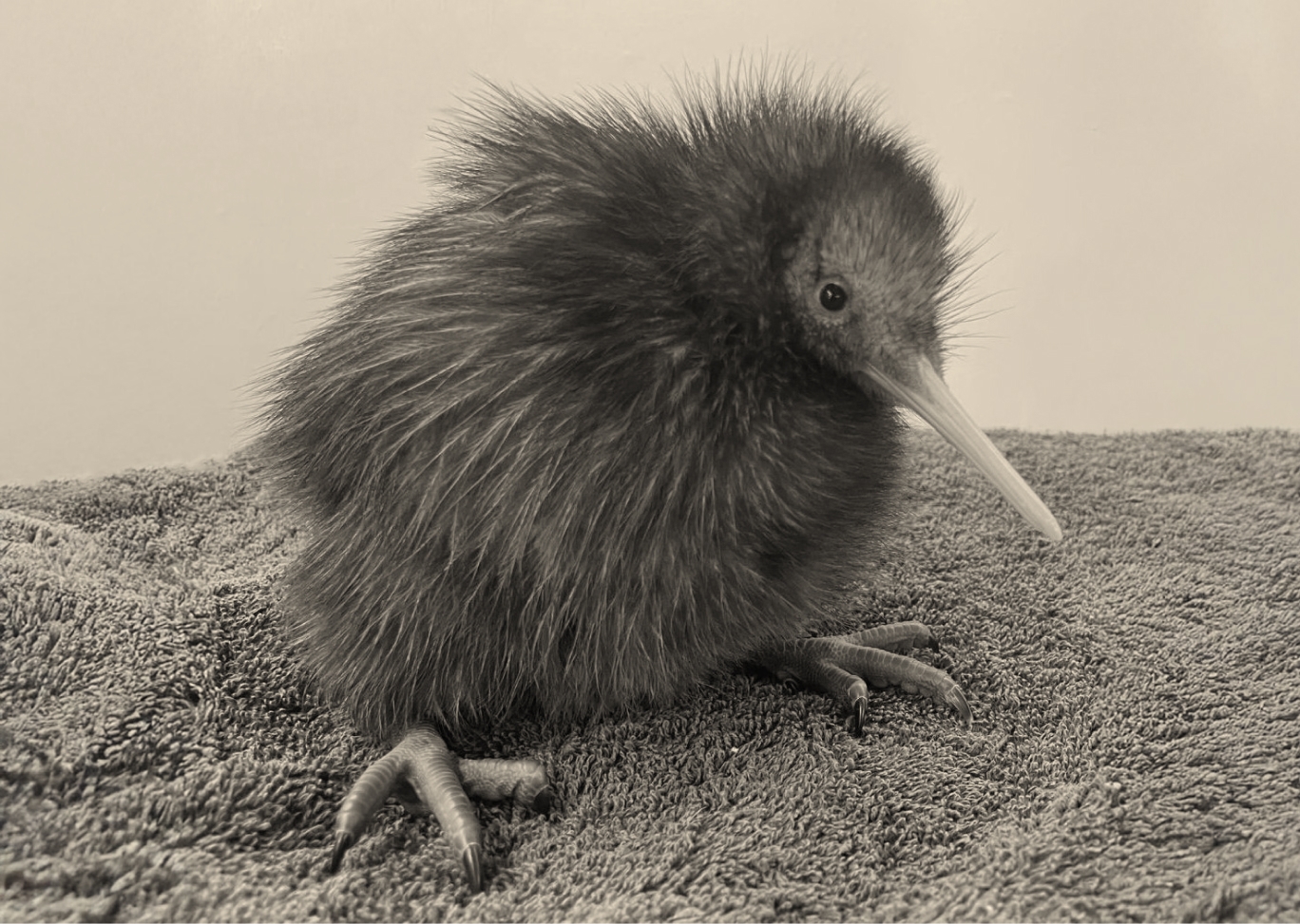 Anahera, the kiwi sponsored by Seasonz