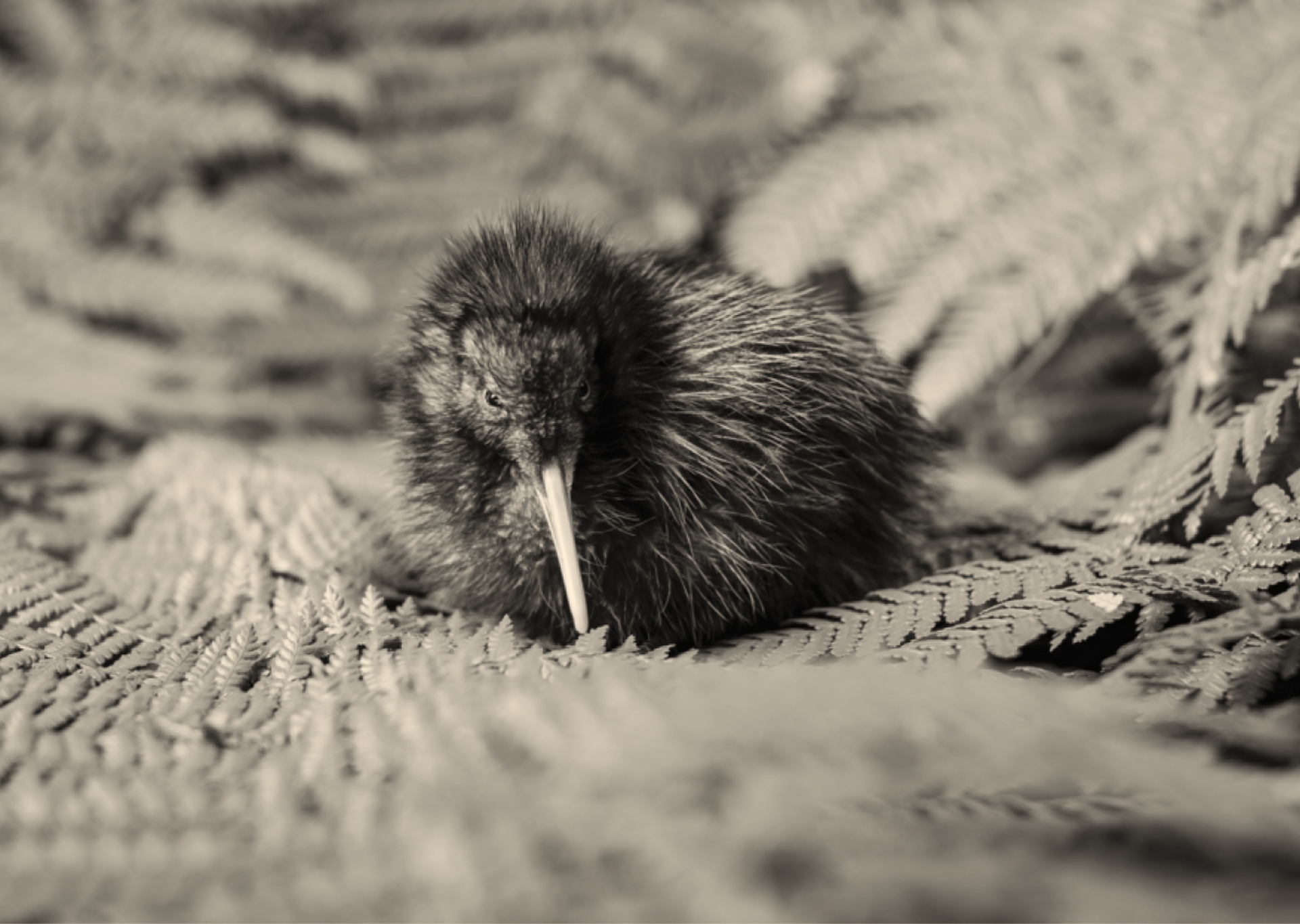 A kiwi chick, New Zealand's endangered national bird