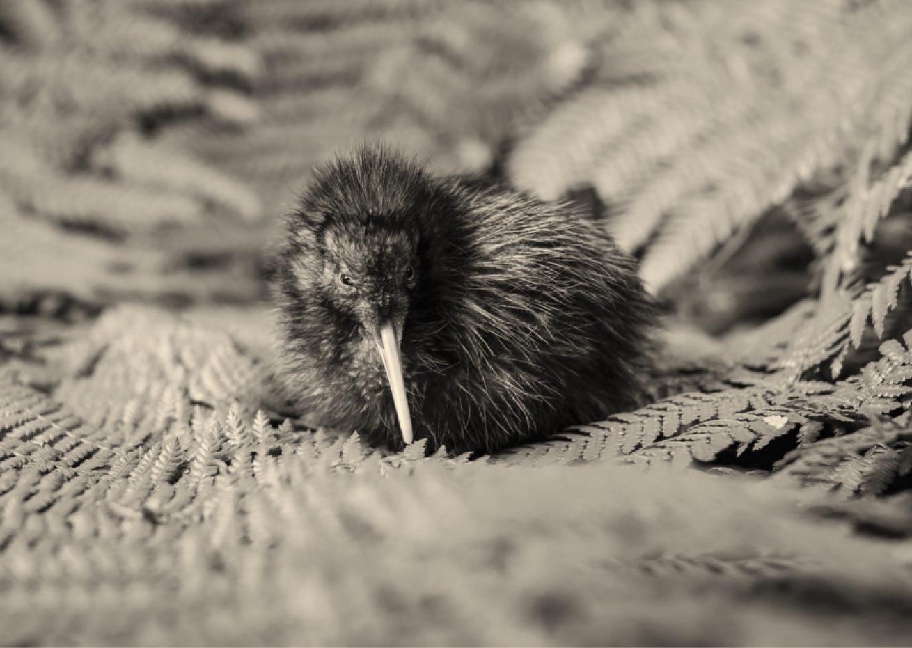 A kiwi chick, New Zealand's endangered national bird
