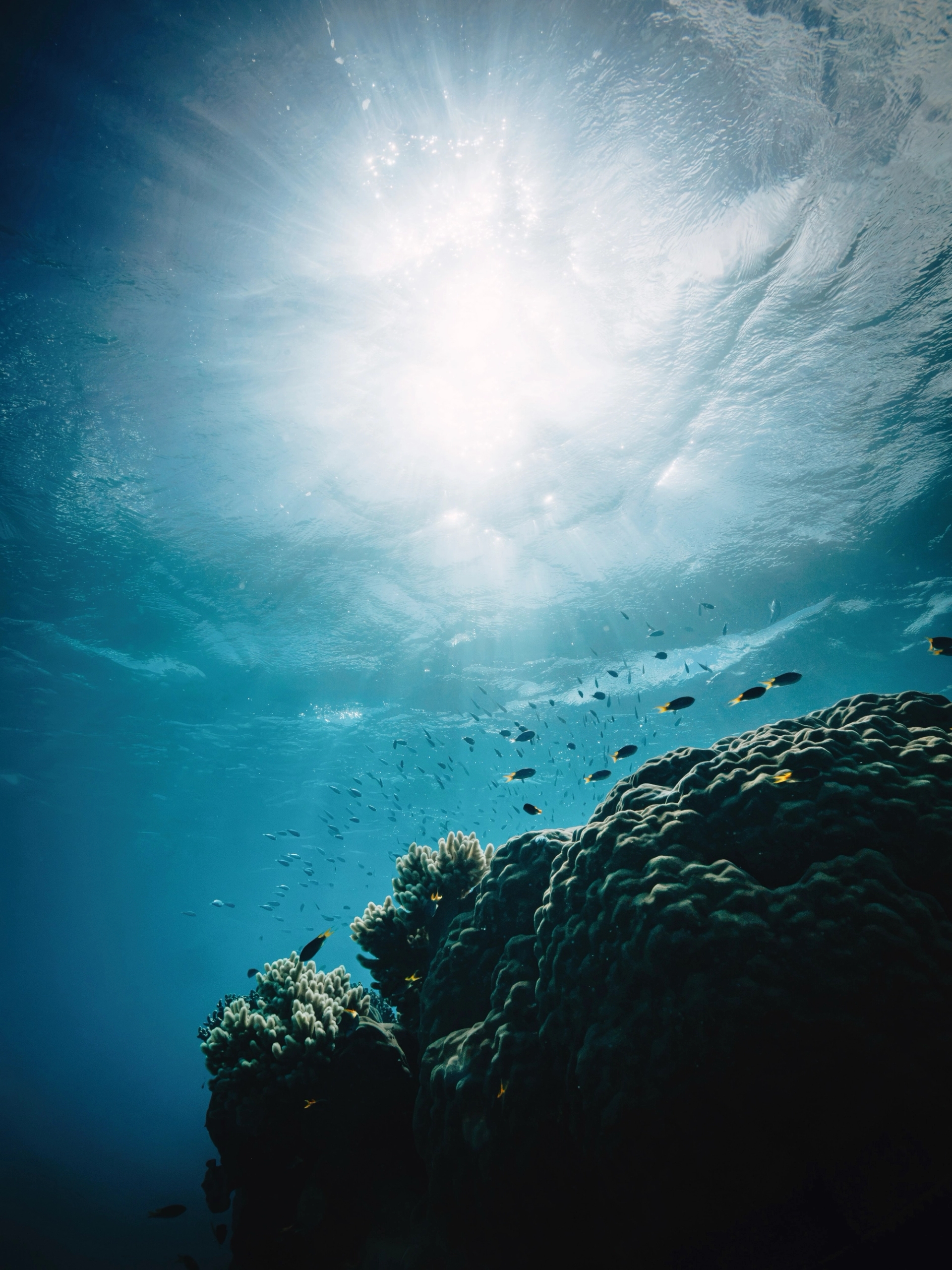 A vibrant coral reef system beneath clear Australian waters