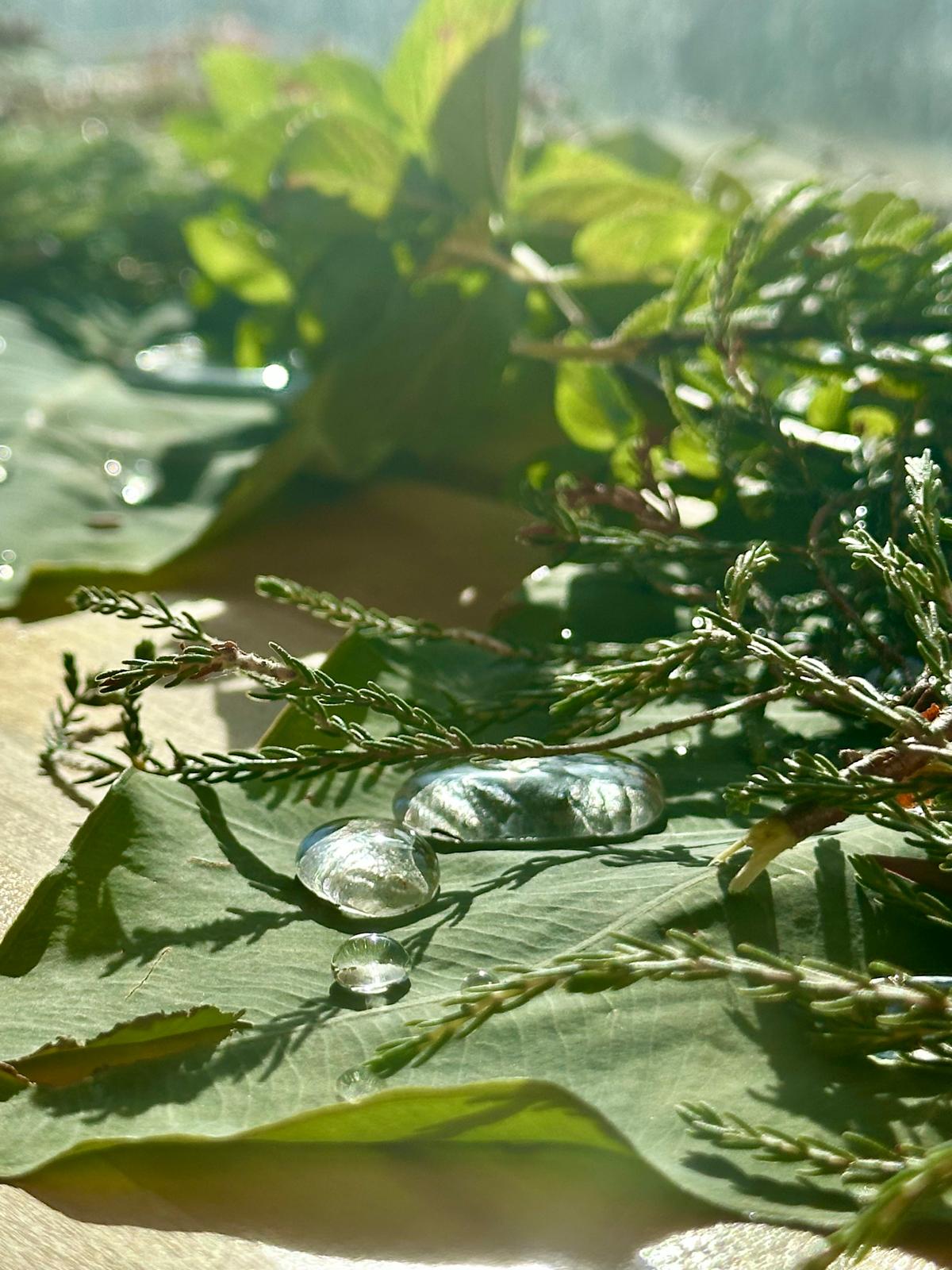Close-up of mint and cedar sprigs on a large green leaf with water droplets, morning light behind