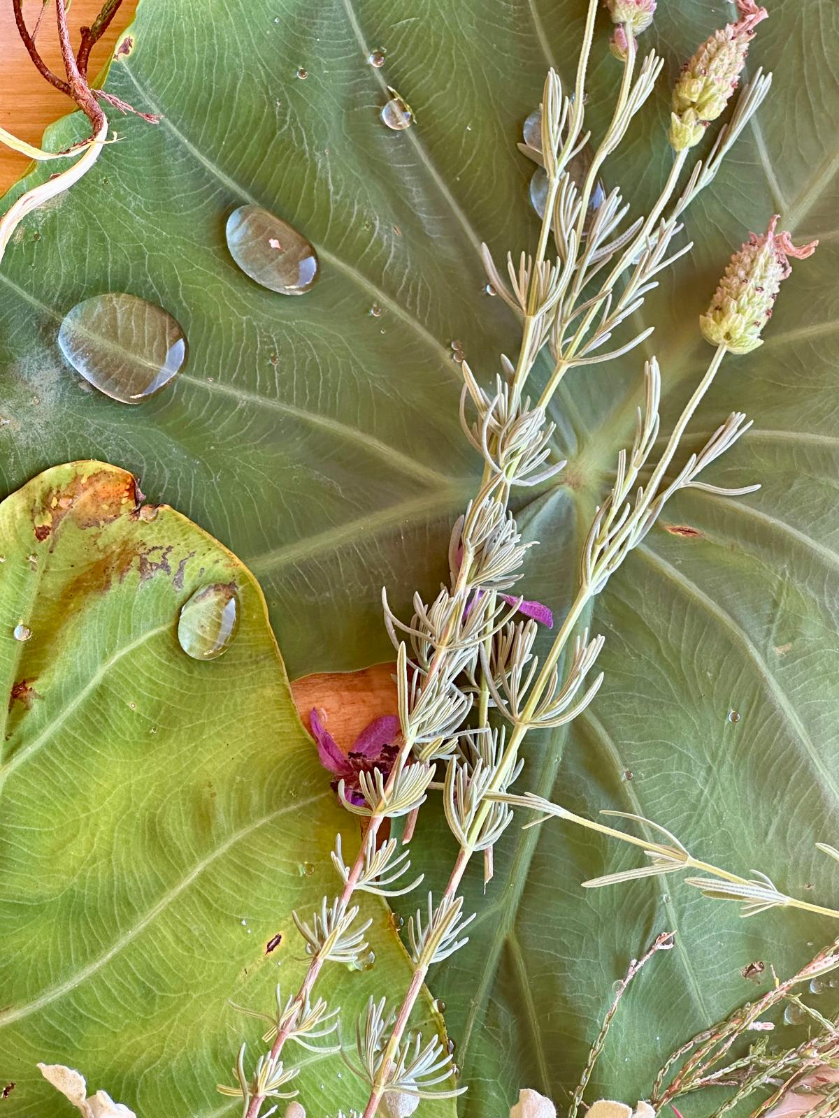 A sprig of lavender resting on a large green leaf with bright water droplets