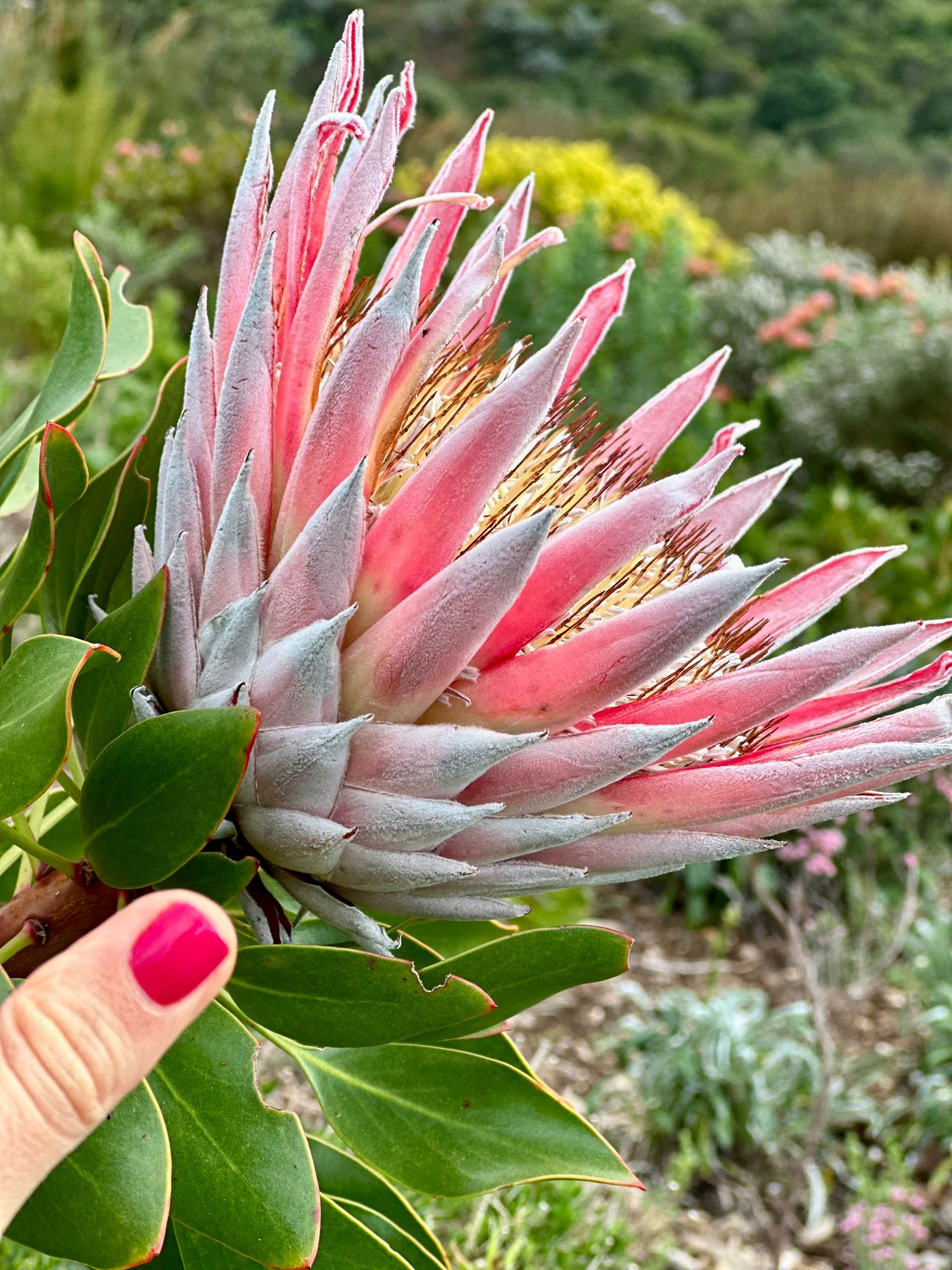 A King protea held in hand on the fynbos slope above the house.