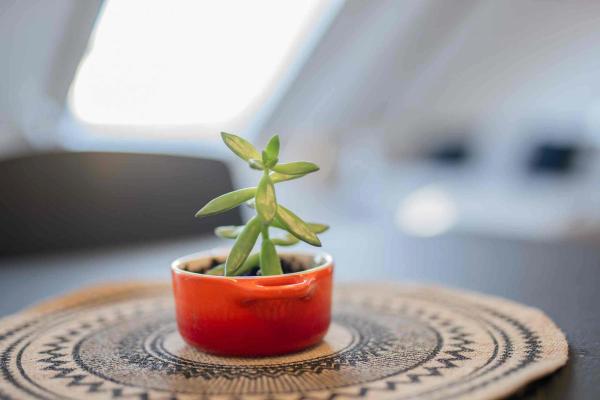 Skylight Rooftop — photo 3