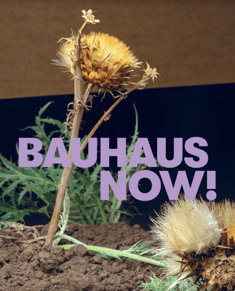 A book cover with a dead thistle flower in dirt with bold text BAUHAUS NOW! in purple font