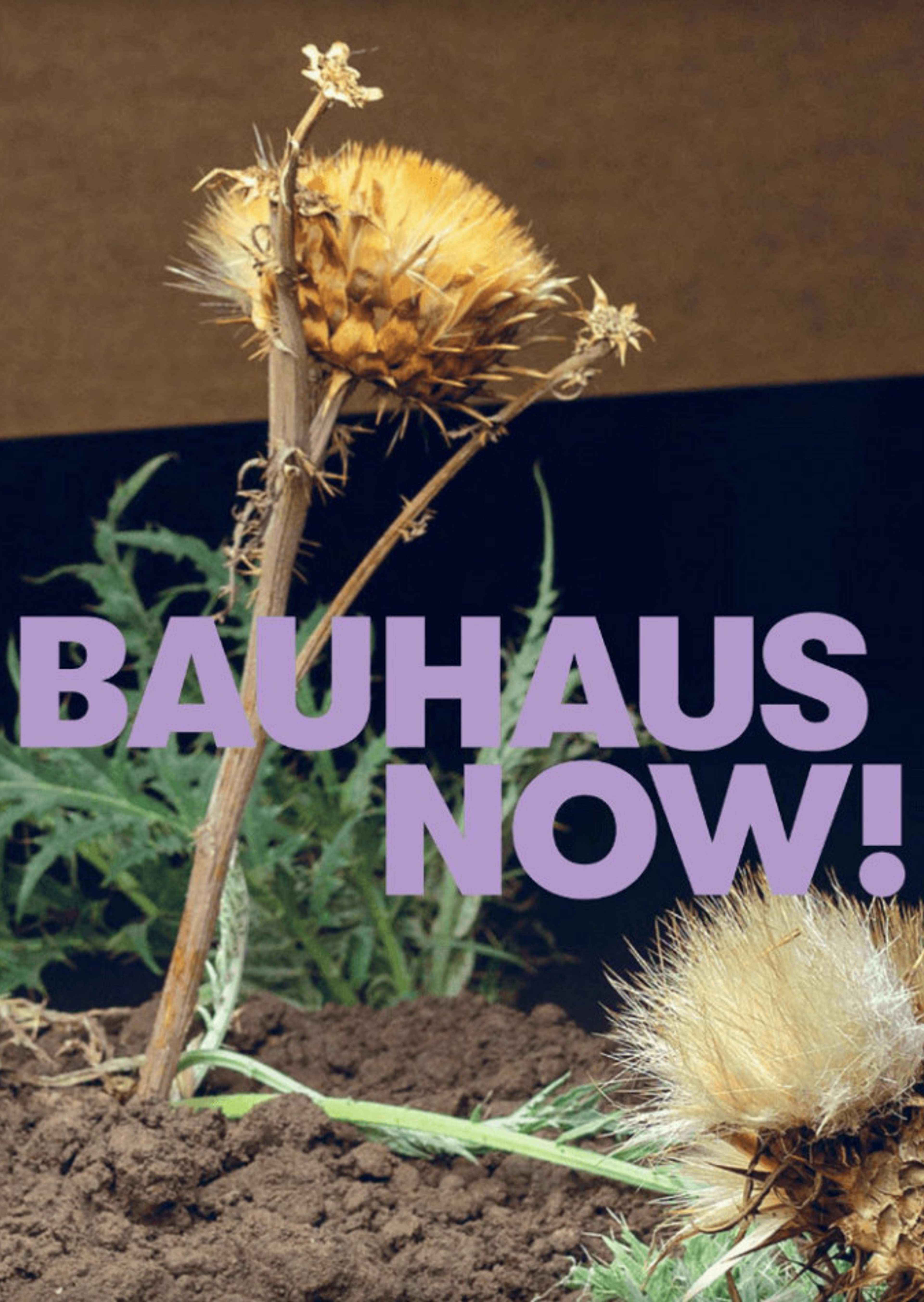 A book cover with a dead thistle flower in dirt with bold text BAUHAUS NOW! in purple font