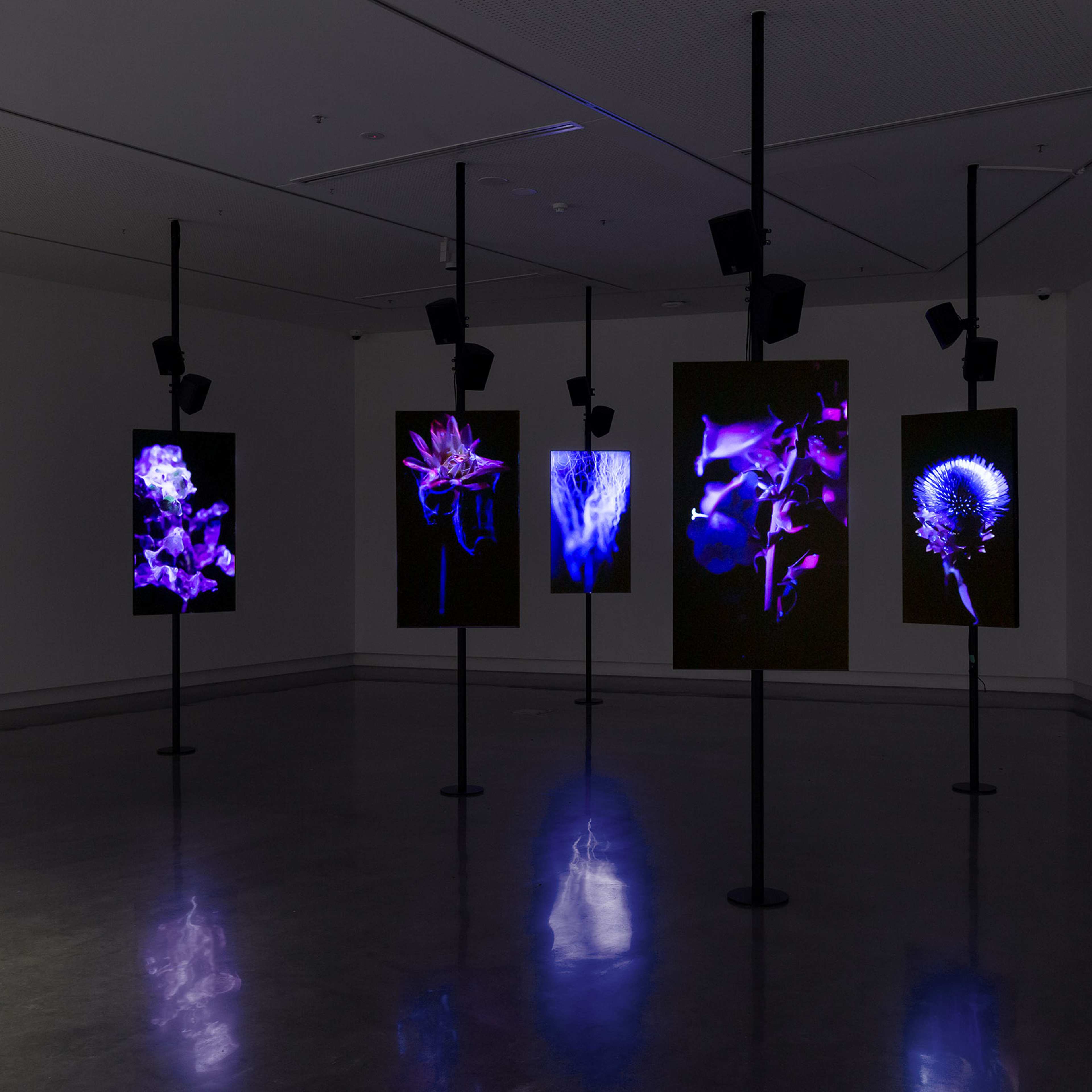 A dark gallery with five digital screens on black poles, each displaying close-up images of vibrant purple and blue flowers, creating reflections on the shiny floor.