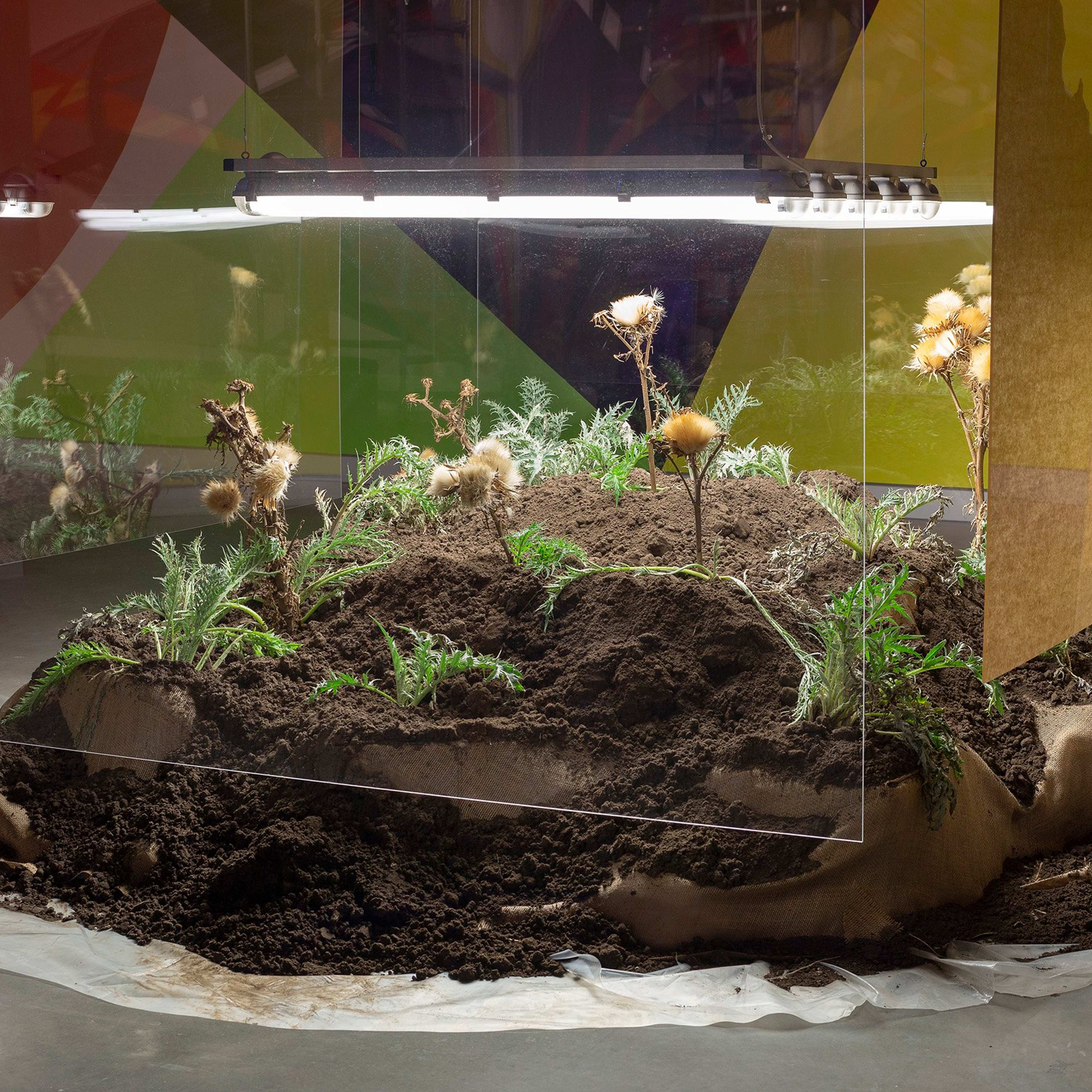 A mound of soil with green plants and dried flowers is displayed indoors, partially covered by clear panels and illuminated by overhead lights, creating a contained, artistic installation on a concrete floor.