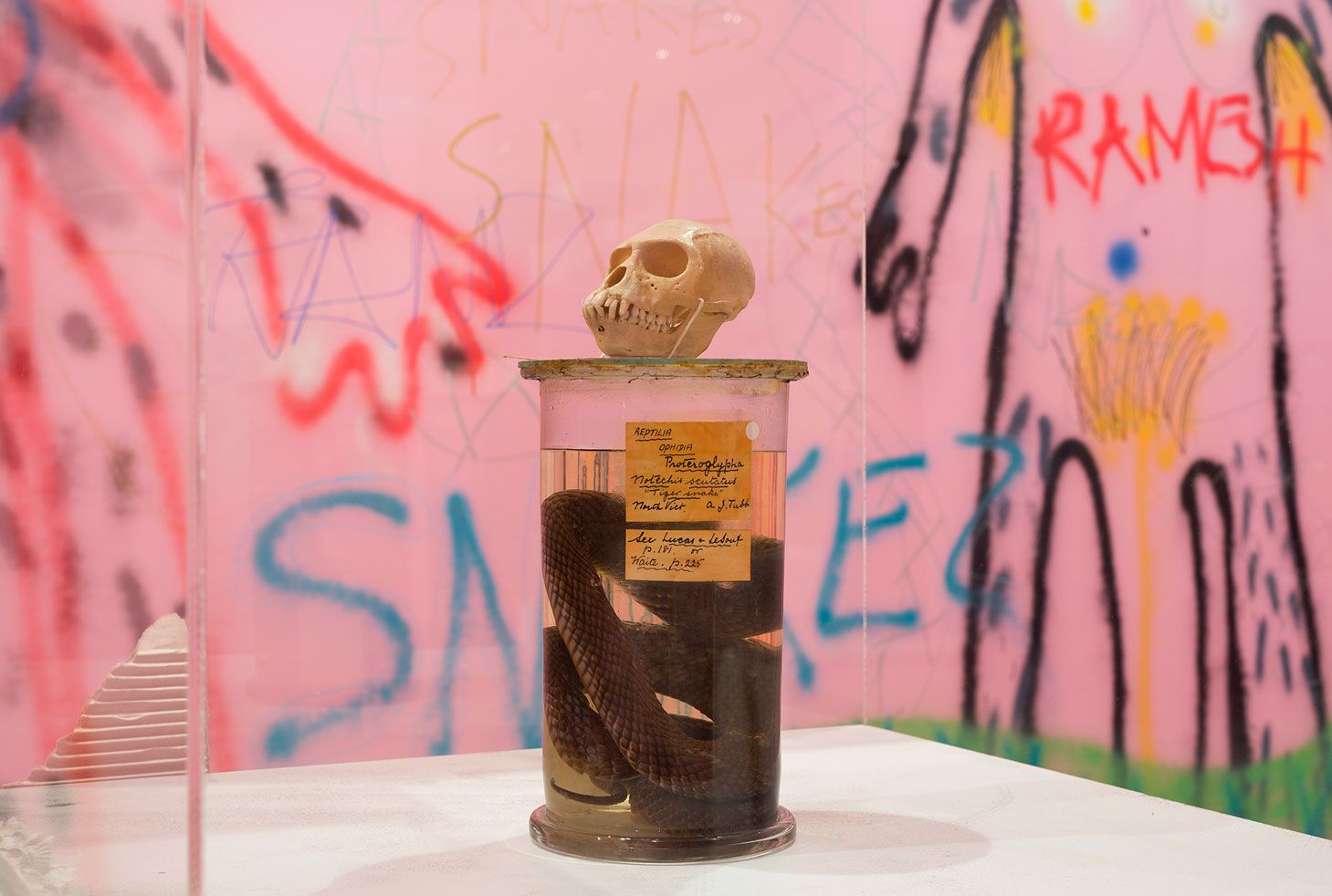 A scull of a monkey sits on top of a container with a dead snake with a pink grafitti wall behind