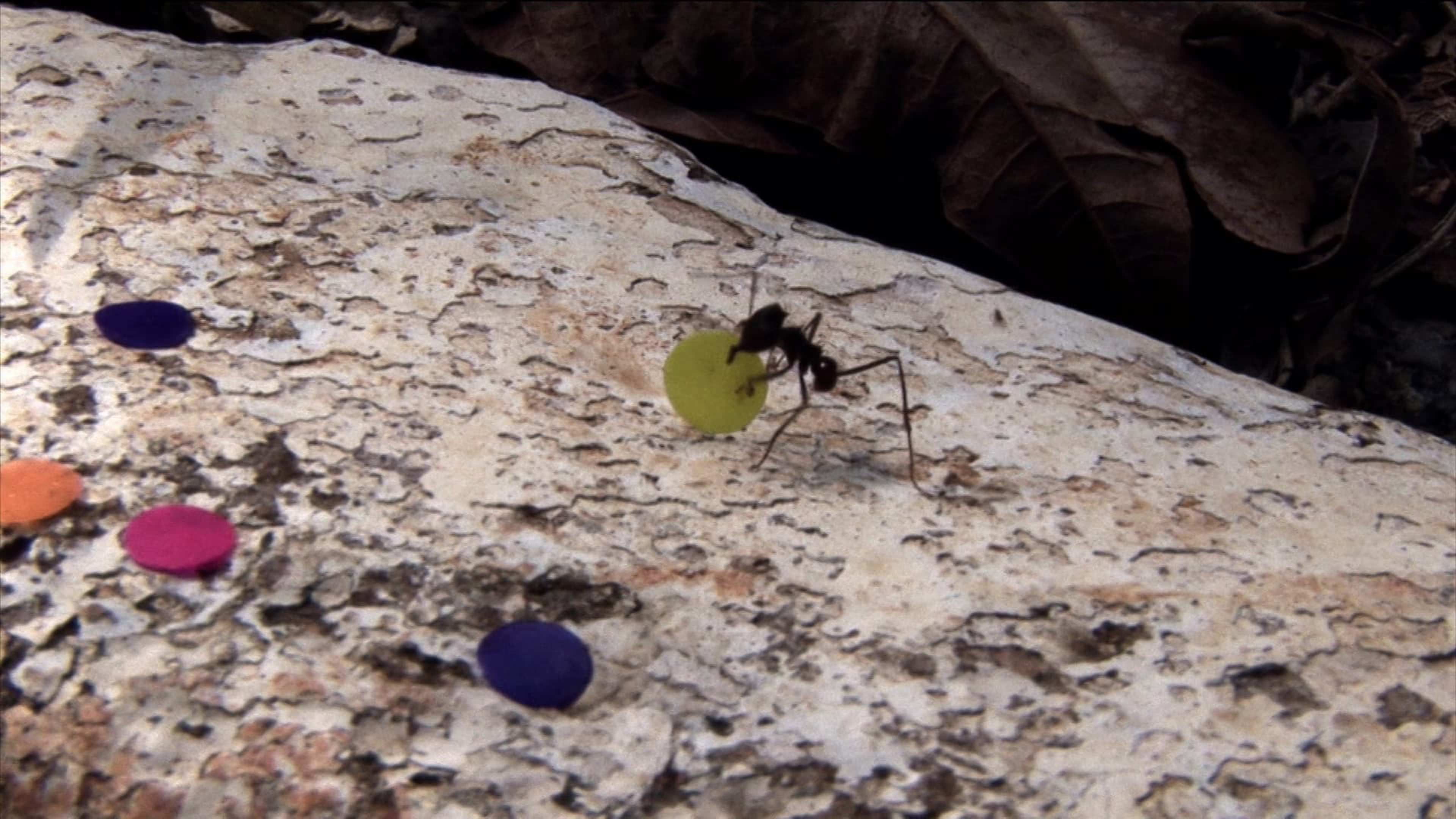 A close up photograph of an ant on a white rock carrying a yellow dot