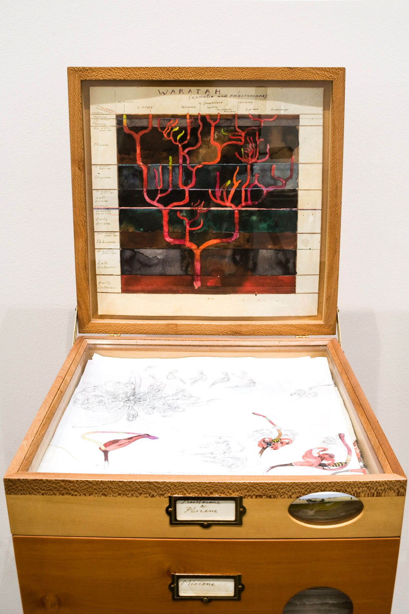 A close-up photo of a cabinet with the top open to display semi-abstract botanic drawings