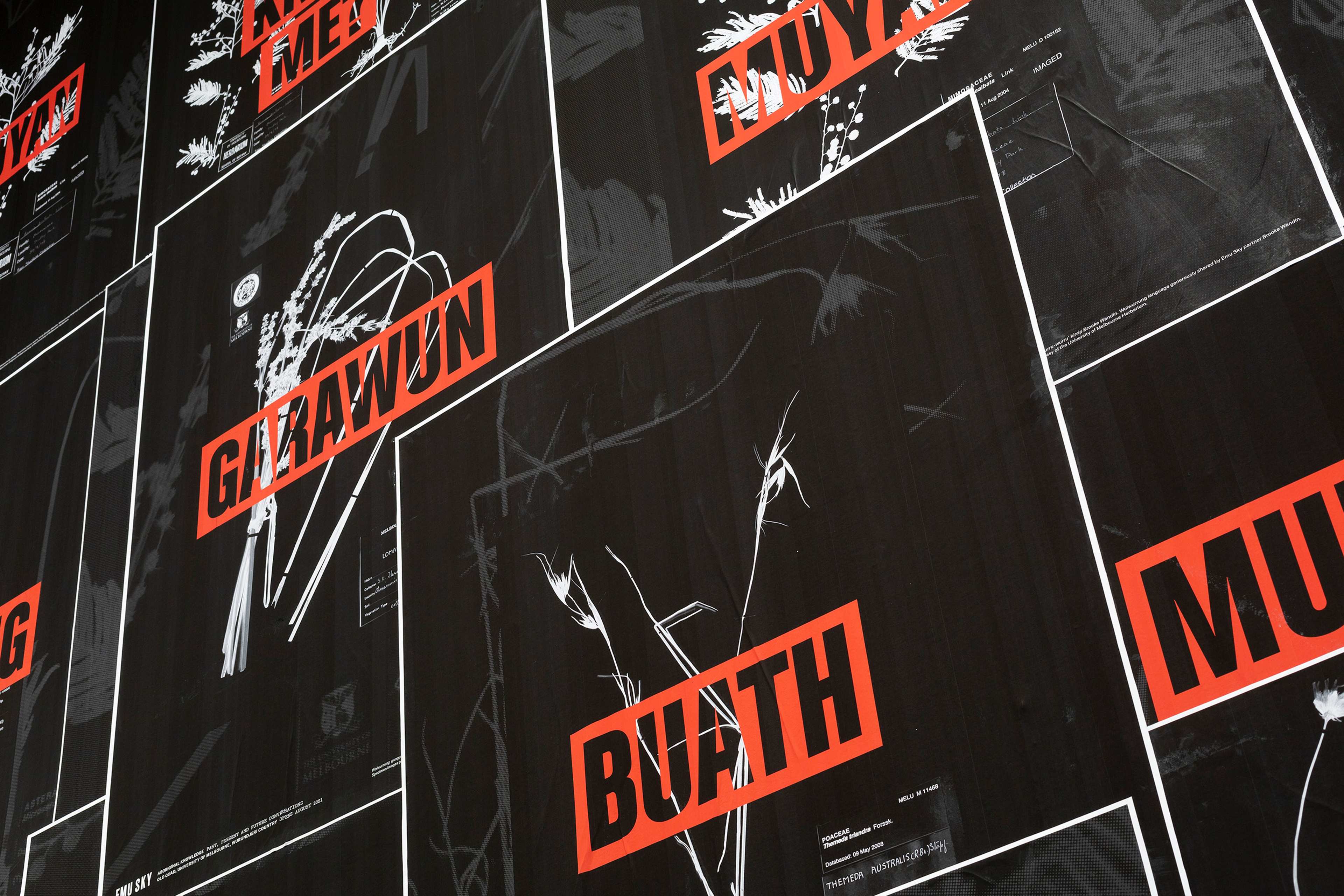 A collage of black posters featuring abstract white botanical illustrations and bold red text boxes with various capitalized words, including GIRAWUN and BUATH, set against a dark background.