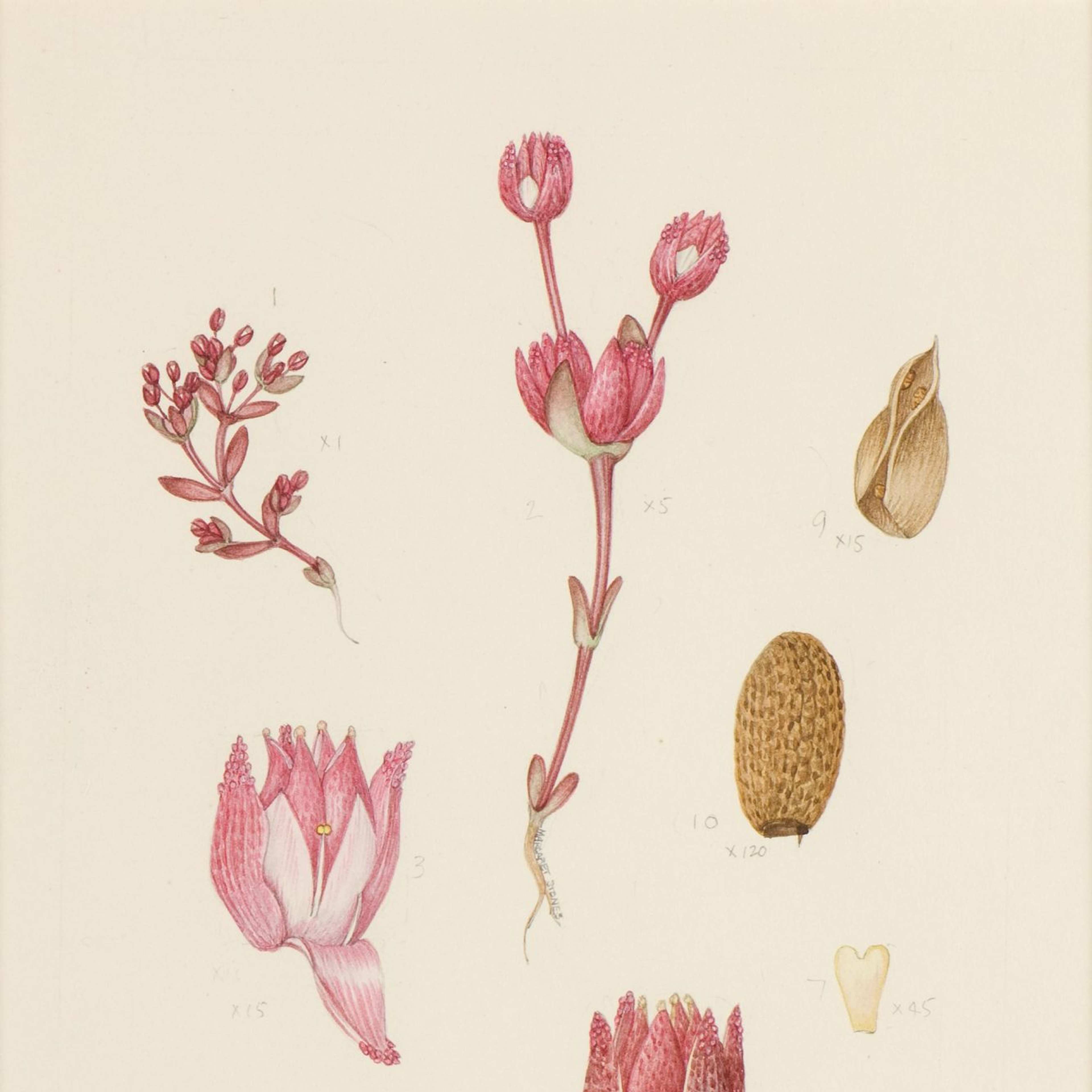 A watercolour drawing in pink tones of flowers in different stages of opening, branches and seeds of the crassula plant