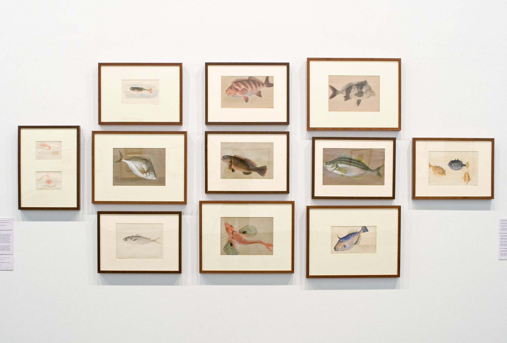 A photo of a gallery featuring a salon hang of works on paper depicting fish species