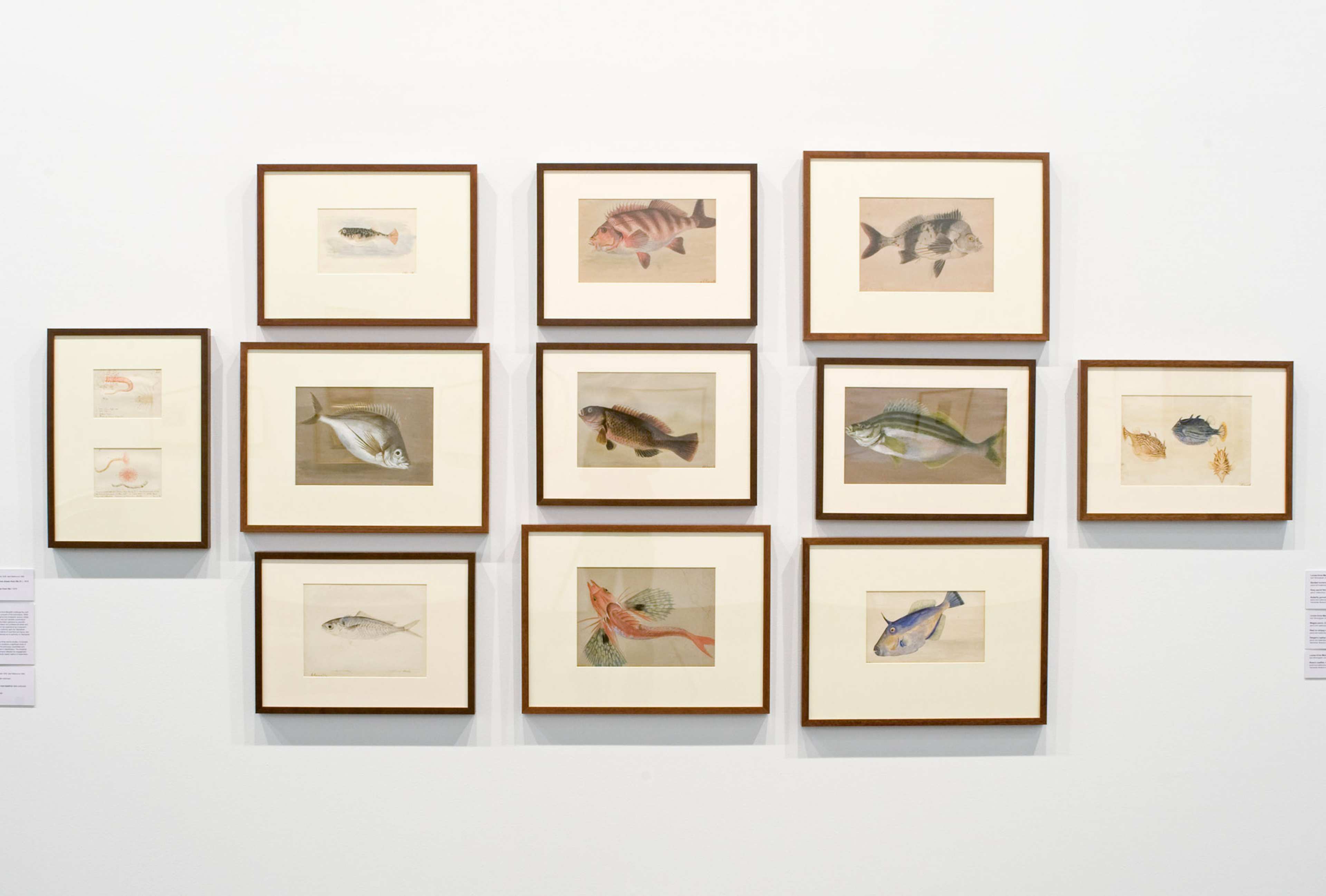 A photo of a gallery featuring a salon hang of works on paper depicting fish species